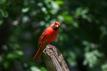 Beautiful Northern Cardinal perched on a tree