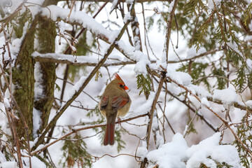 Cute female Cardinal and snow covered tree branches