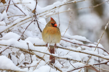 A cute Cardinal perched on a snow covered tree branch