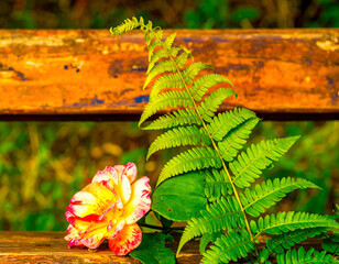 Beautiful Fern and Bloom Arrangement on Wooden Garden Bench