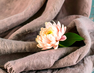 Soft Blooms Nestled in Cozy Woolen Scarf Folds Resting Beautifully