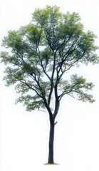 Tall solitary tree with slender trunk and green leafy branches against a white background symbolizing calm and natural beauty