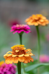 花壇に咲く美しいピンクのヒャクニチソウ