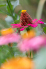 花壇に咲く美しいピンクのヒャクニチソウ