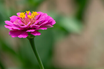 花壇に咲く美しいピンクのヒャクニチソウ