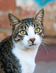 Fototapeta premium Close-up portrait of a cat