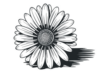 Line Drawing of Daisy Flower with Petals and Shadow on Transparent Background. Vector hand drawn