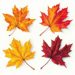 Obraz premium Four autumn maple leaves in vibrant shades of yellow, orange, and red arranged on a white background, showcasing detailed veins and seasonal transition beauty
