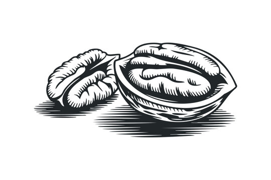 Pecan halves and whole nut isolated on white, graphic illustration. Vector hand drawn