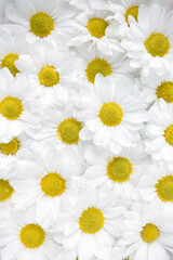 Floral background of white chrysanthemum flowers. Vertical banner or wallpaper. Selective focus