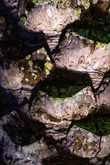 Detailed close-up of tree bark with green moss growing in textured grooves, highlighted by natural light and shadow.