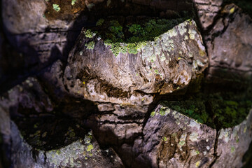 Detailed close-up of tree bark with green moss growing in textured grooves, captured in landscape orientation.
