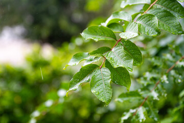 Close-up of green leaves with water droplets after rain, with a blurred natural background.