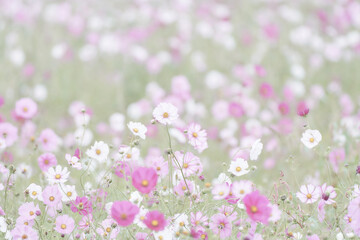 Obraz premium 彩度低めのパステル調一面のコスモス畑