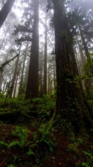 Misty forest floor, towering trees