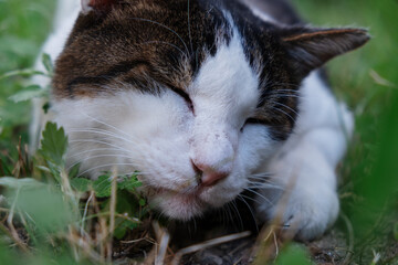 草むらで眠る猫