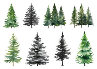 Watercolor evergreen tree illustrations.