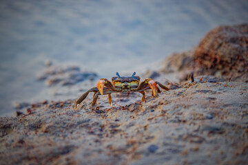Close-up view of a crab standing alert on sandy shore near tidal water
