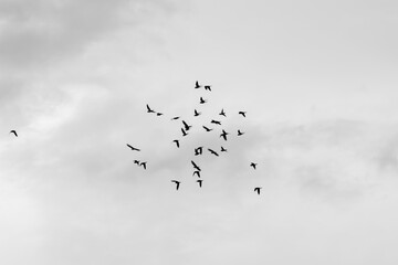 A flock of birds flying in the cloudy sky.