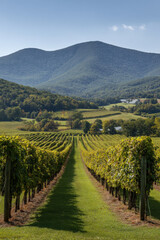 Naklejka premium experience enchanting landscapes of summer in virginia sunny vineyards where lush grapevines stretch across rolling
