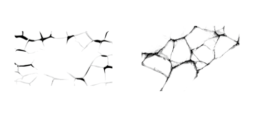 Web structure on transparent background, cut out