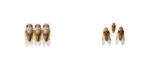 Four Cicada Insects Isolated Image, cut out