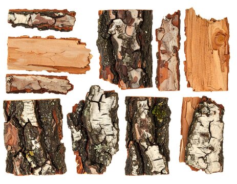 Collection of birch bark and wood pieces