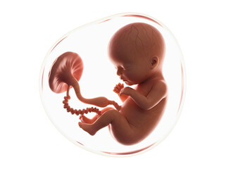 Human fetus inside the womb isolated on transparent background