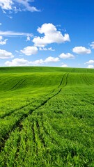 Lush green field under a vibrant blue sky