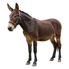 Obraz premium Brown mule standing isolated isolated PNG with Transparent Background