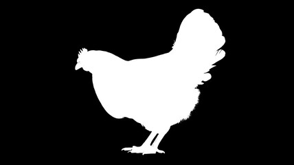Obraz premium White chicken silhouette on a dark background, graphic and clean
