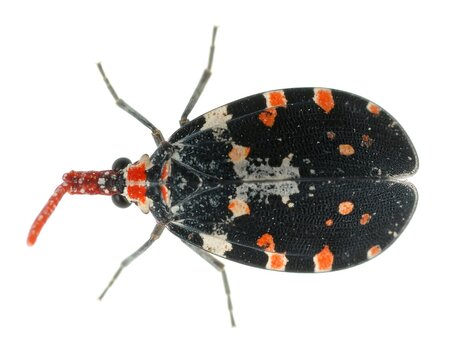 Colorful insect top-down view