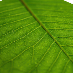 Close-up of Green Leaf with Visible Veins and Texture