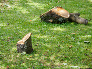 A cut log or branch stump lying on the lawn.
