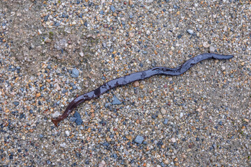 地を這うコウガイビル