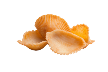 Assorted scallop shells on a white isolated background, showcasing their unique shapes and textures.