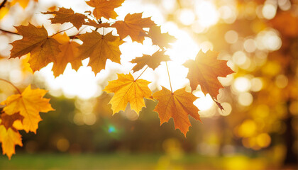 Foliage in the park. Autumn fall leaves of maple trees. Autumn fall leaves in sunlight. Natural autumn background. Autumnal background. Foliage, falling leaves background. Autumn leaf. Autumnal mood.
