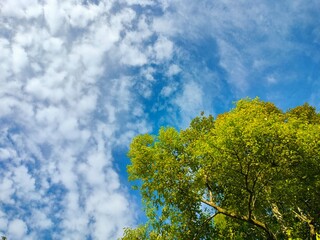 green trees and blue sky