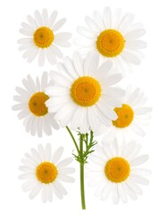 Fototapeta premium A bouquet of daisies on white