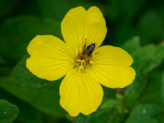 A bee pollinating a yellow flower with four petals.
