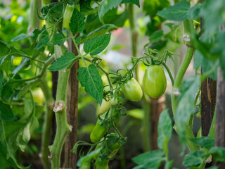 Green fruit of a tomato (Solanum lycopersicum) on the plant.
