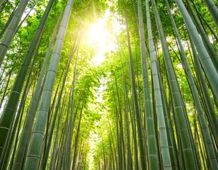 Lush green bamboo forest canopy