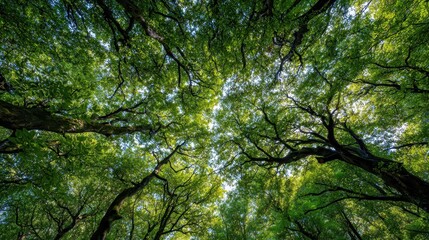 Fototapeta premium Sunlit Forest Canopy with Lush Green Leaves.