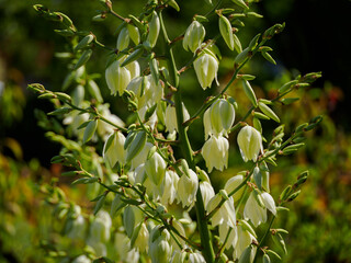Beautiful white yucca flowers in close-up outdoors.
