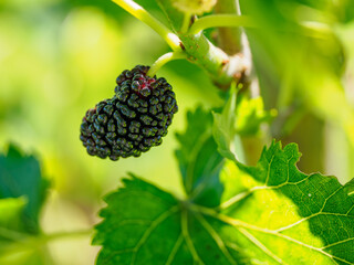Fruit of the black mulberry (Morus nigra) on a twig with green leaves.
