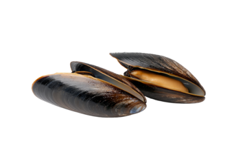 Fresh mussels on a white isolated background, showcasing their glossy shells and rich colors, perfect for culinary themes.