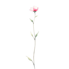 Fototapeta premium Delicate Blossoms Watercolor PNG: A serene single pink flower graces a slender stem, offering a minimalist study in natural beauty and tranquility.