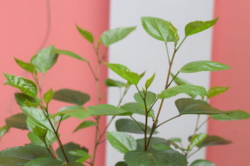 Nature Elements Collection – Trees, Leaves, Water, and Greenery for Eco-Friendly and Natural