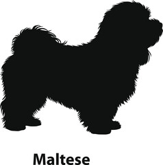 Maltese dog silhouette vector with rounded coat in clean style for boutique labels and branding