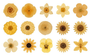 Diverse yellow floral collection